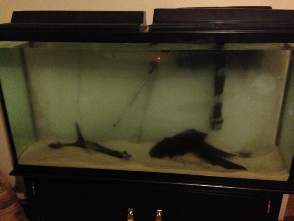 fishtank2.jpg