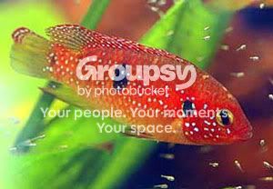 jewel-cichlid.jpg