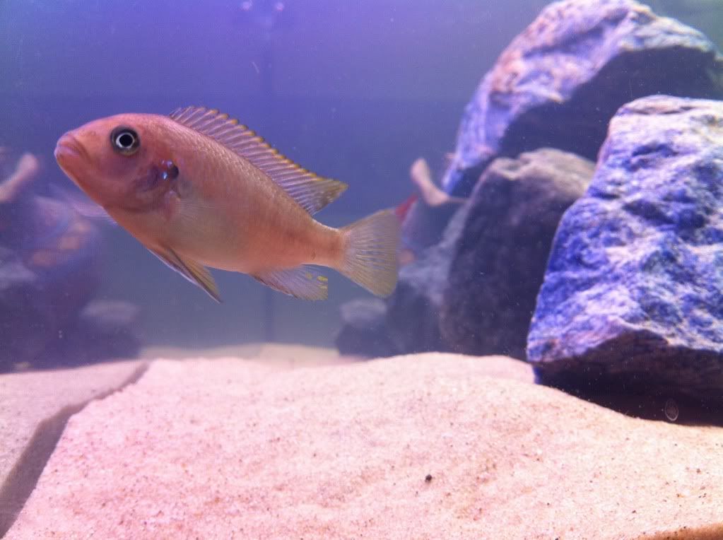 fish.jpg