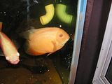 th_PICT0613.jpg