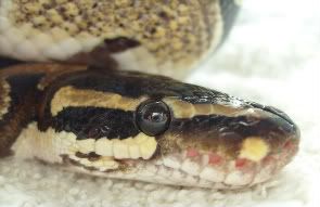 Picsofpetsoctober08077-1.jpg