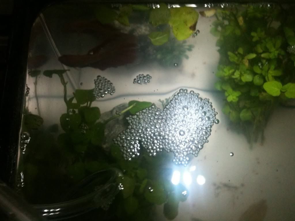 bubble2.jpg