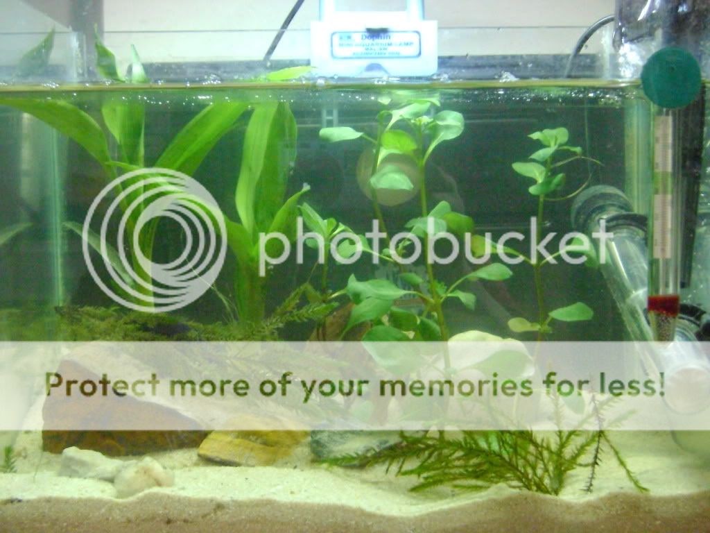 DSC01330.jpg