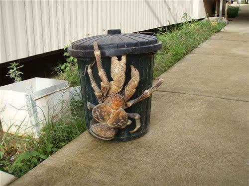 hugecrab18.jpg