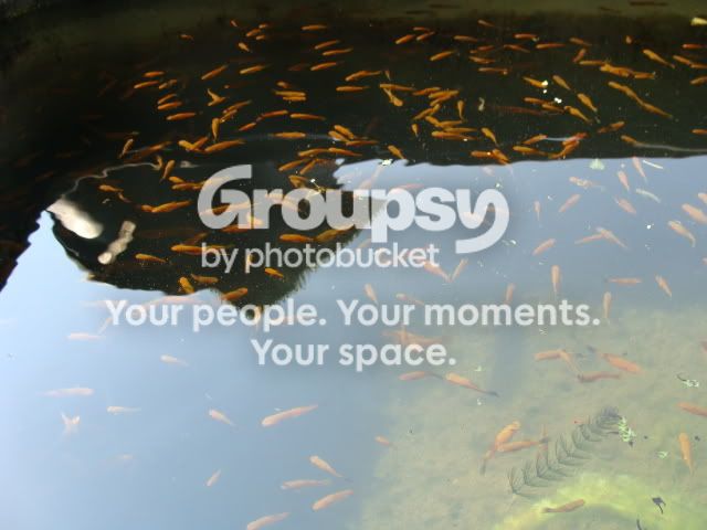 Ponds015.jpg