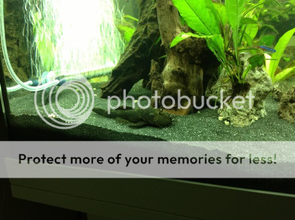 image_zpse95871df.jpg
