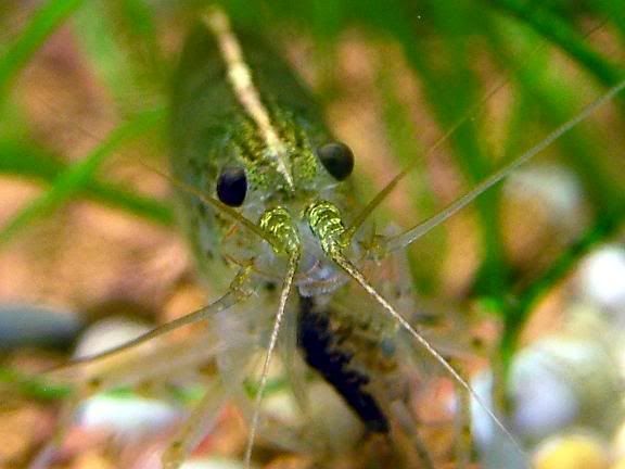 killershrimp.jpg