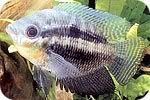 fish.jpg