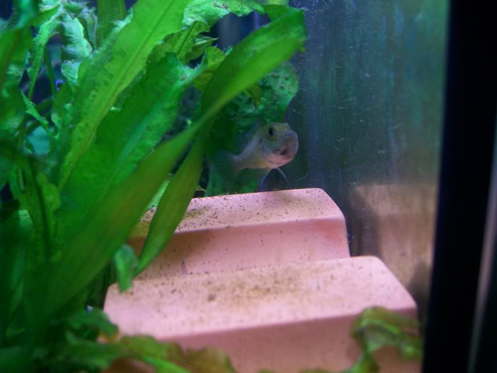 mouthbrooder009.jpg