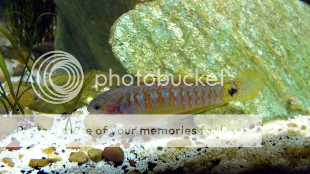 P729035820feesh.jpg