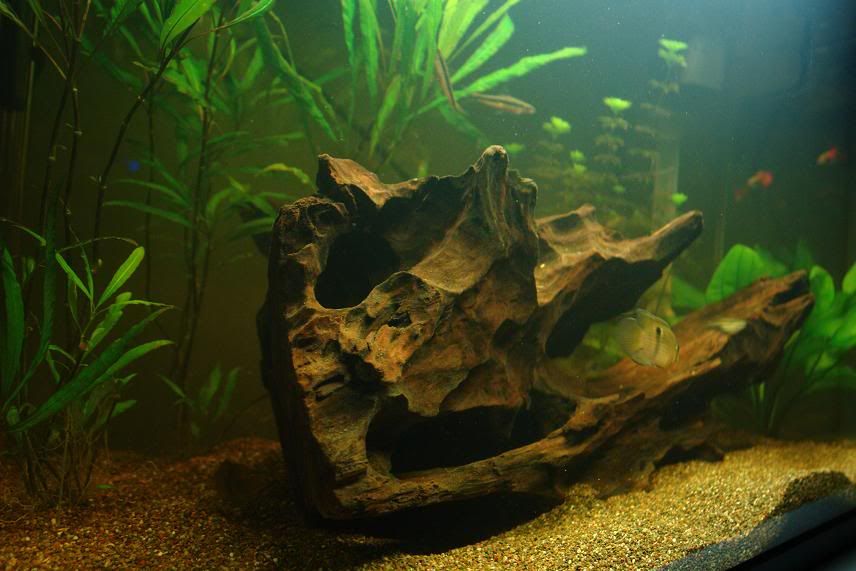 KEYHOLEBOGWOOD.jpg