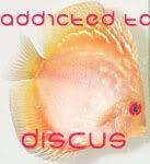 discusaddict.jpg