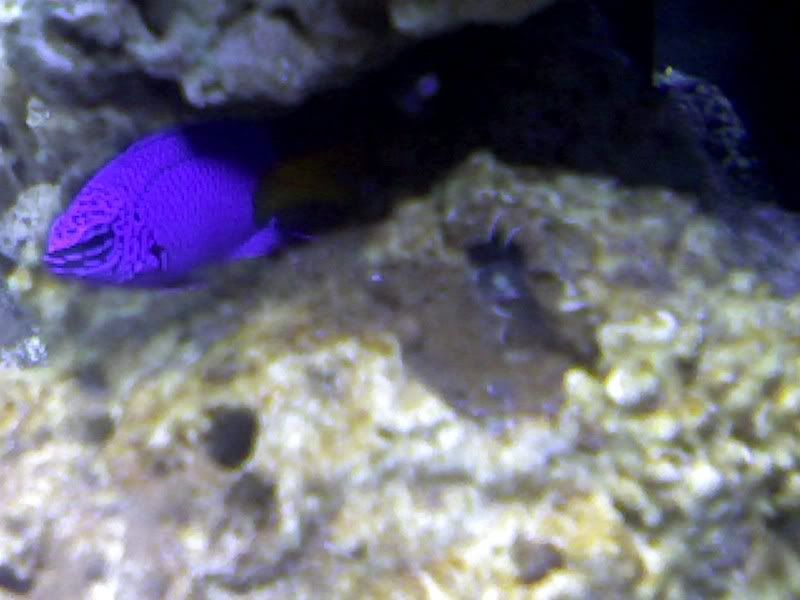fishtank6.jpg