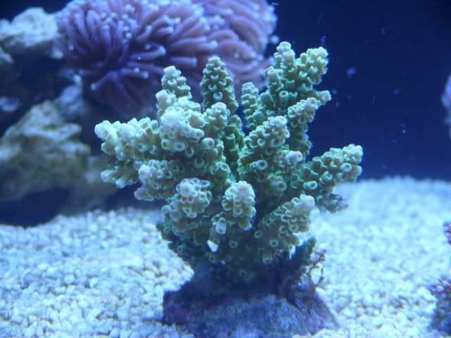 Acrohumilis.jpg