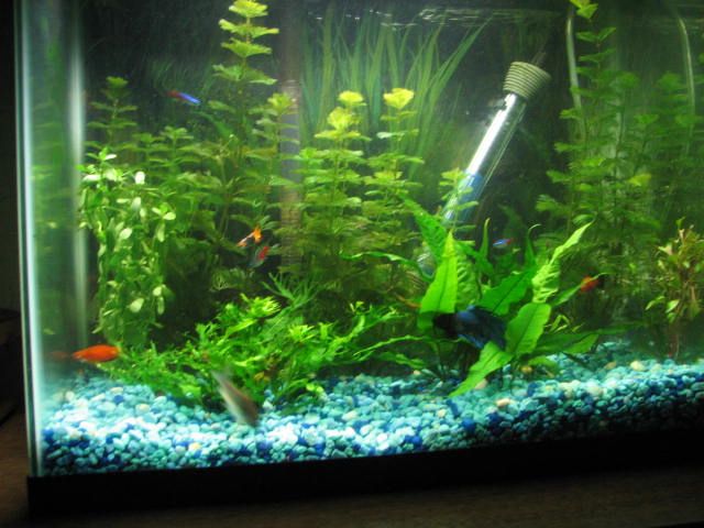 fish1_zpsbf4c99e2.jpg