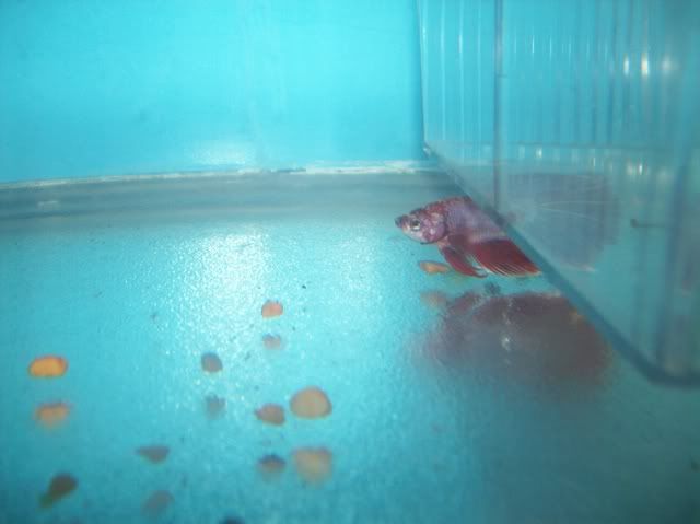 Setupanddaffys079.jpg