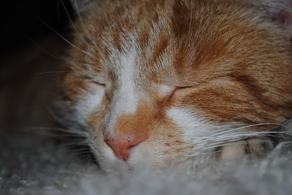 DSC_0069.jpg