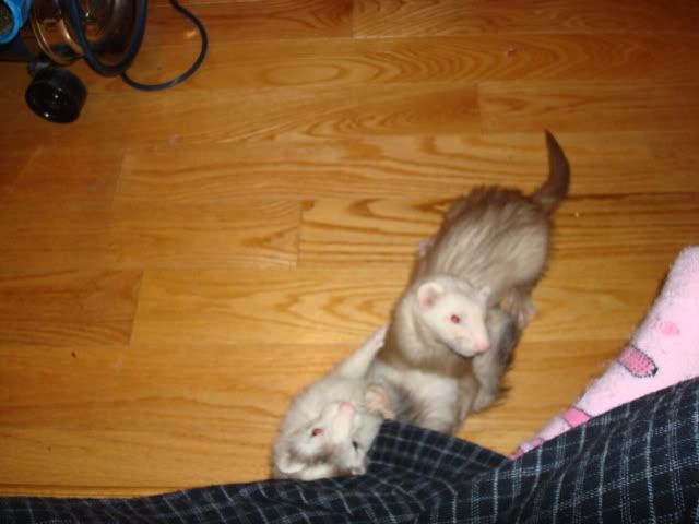 ferrets011.jpg