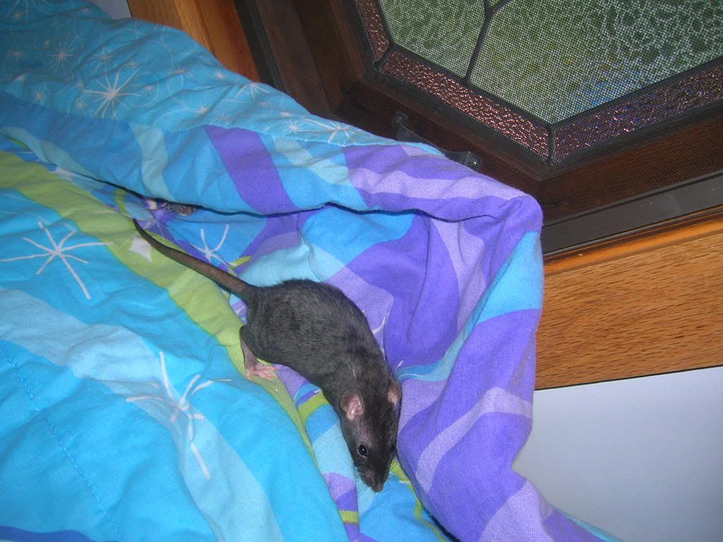ratties2005.jpg
