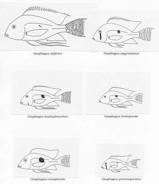 Geophagus_Glance_1_websize.jpg