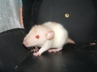 DSCF2447.jpg