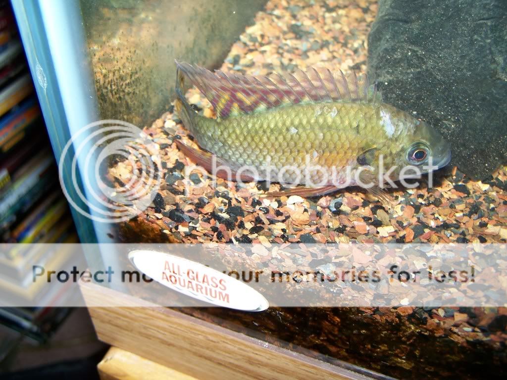 cichlidspots.jpg