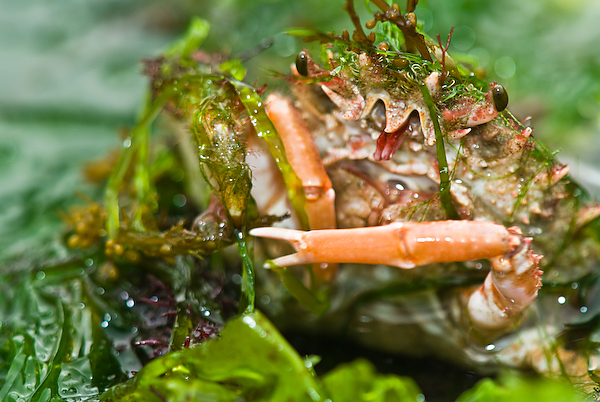Rockpoolin___VI_by_HairyToes.jpg