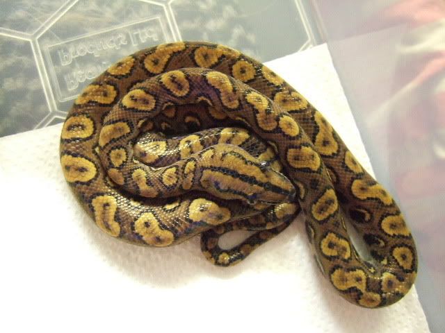 0806250032.jpg