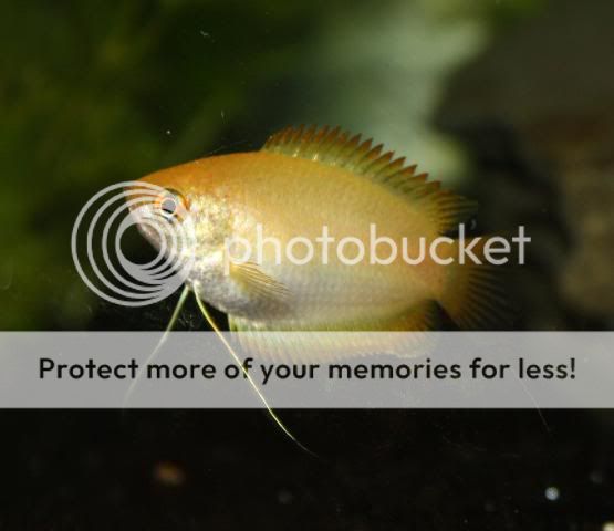 Fish21-06-09012.jpg
