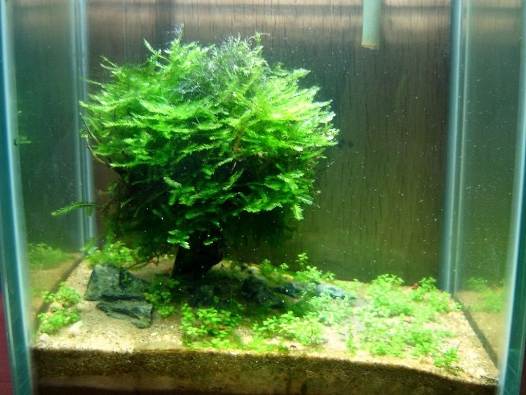 AlgaeShots006.jpg