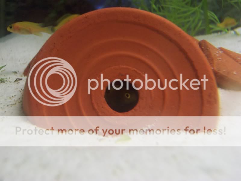 camerafryect015.jpg