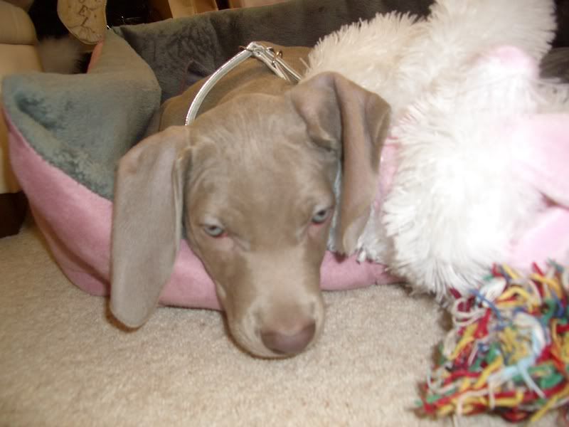 Amber2007069.jpg