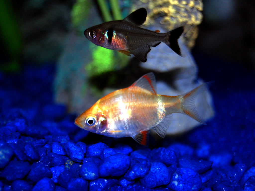 phantom_tetra-albino_barb.jpg