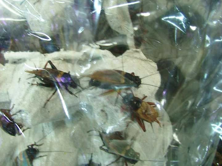 jatujak-bugs.jpg