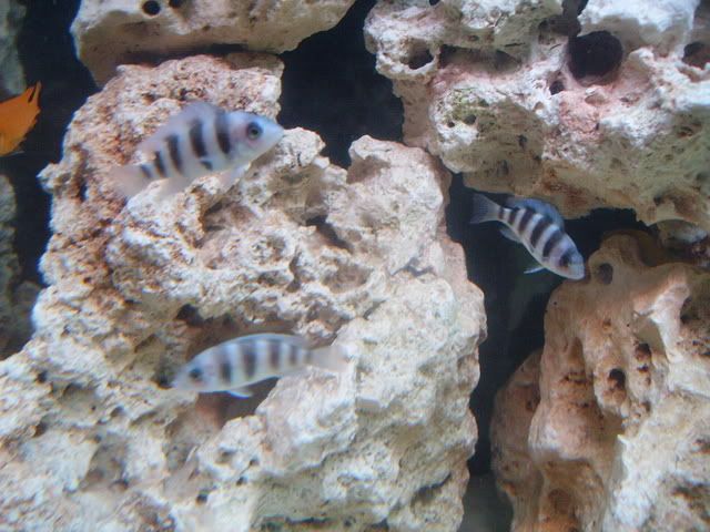 PICT1231.jpg