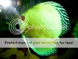 brilliantturk4.jpg