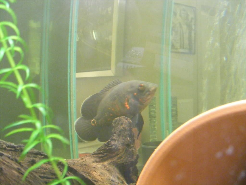 DSCF0178.jpg