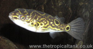 tetraodon_biocellatus1.jpg