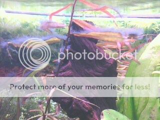 IMG4045A.jpg