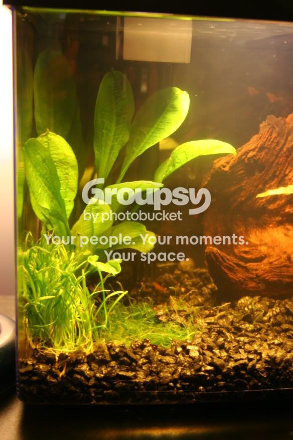 newplants.jpg