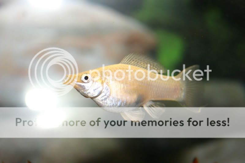 fish008small.jpg