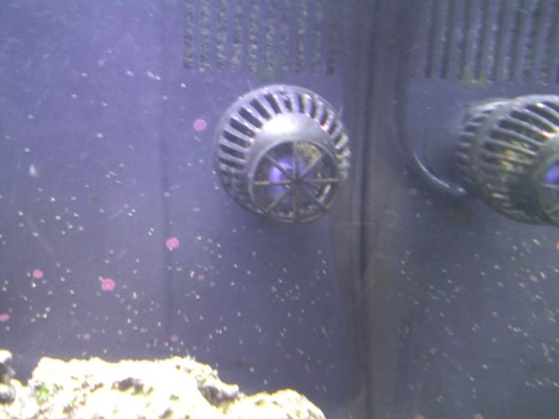 fish.jpg