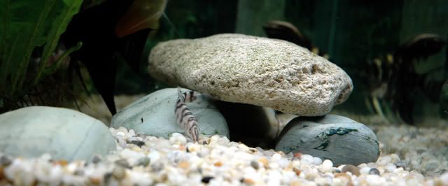 loach1.jpg