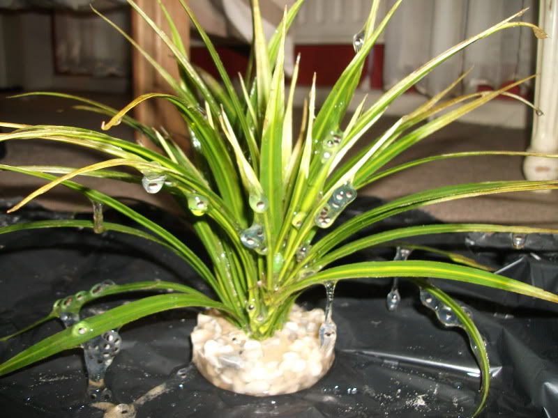 DSCF3172.jpg