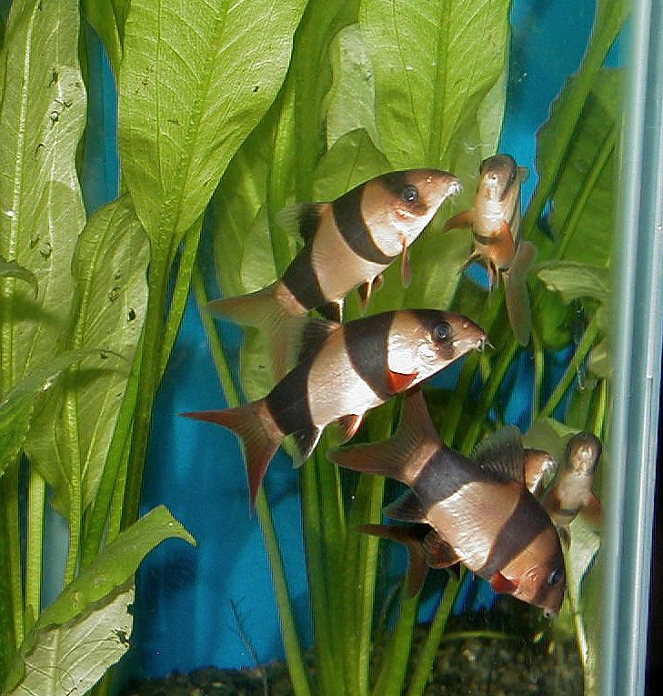loach3.jpg