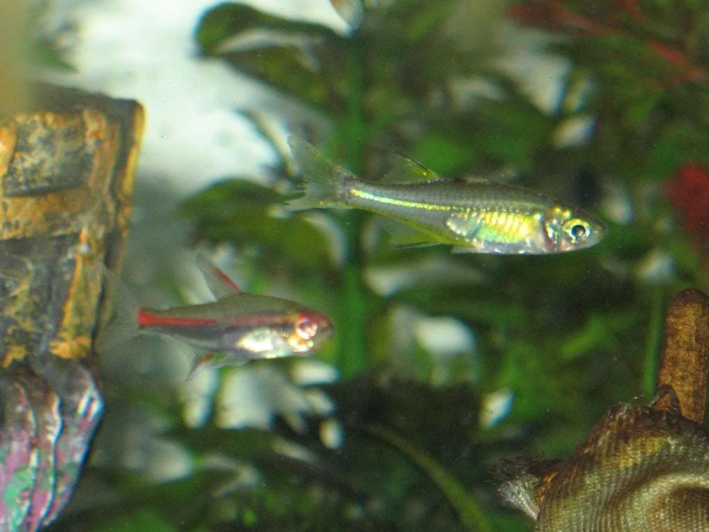 Greenwglowlighttetra.jpg