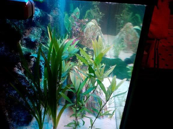 plants2.jpg