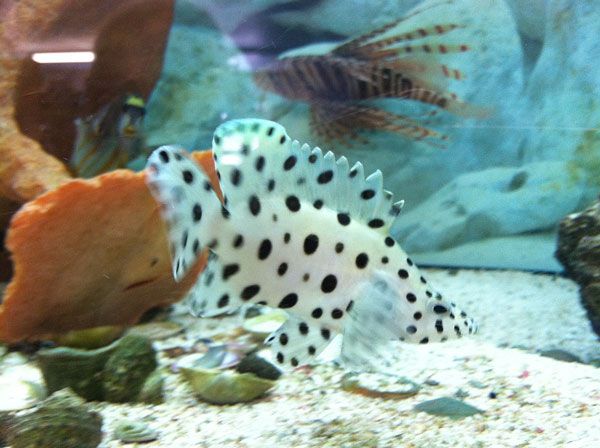 polkadot_zpsbe055343.jpg