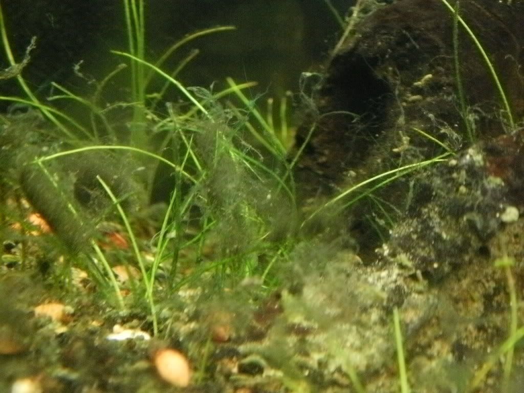 P2160090.jpg