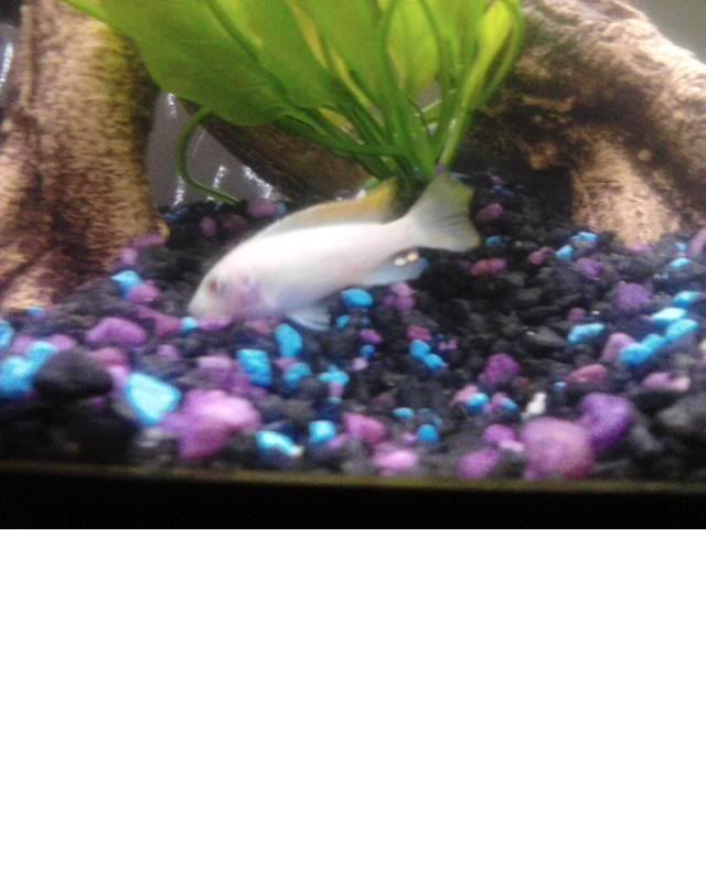 fish.jpg